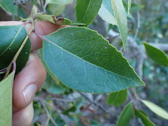 Maytenus acuminata