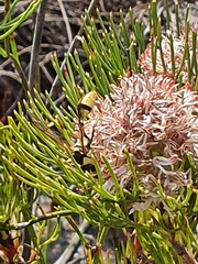 Serruria ascendens
