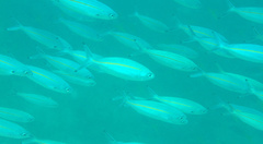 Pterocaesio tessellata