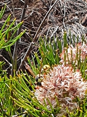 Serruria ascendens