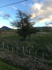 Nothofagus antarctica