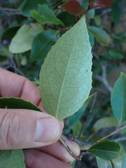 Maytenus acuminata