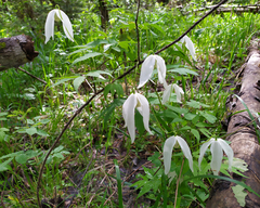 Clematis alpina sibirica