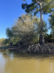 Planera aquatica