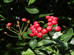 Marcgraviastrum mixtum