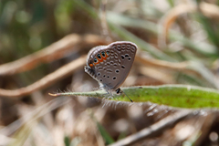 Freyeria trochylus