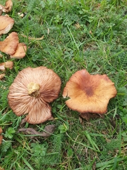 Paxillus cuprinus