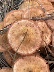 Desarmillaria
