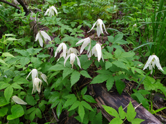 Clematis alpina sibirica