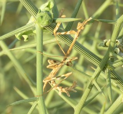 Empusa binotata