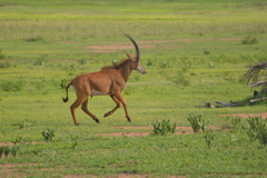 Hippotragus niger niger