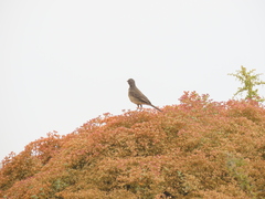 Motacilla capensis capensis