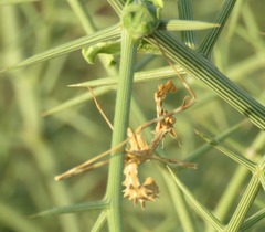 Empusa binotata