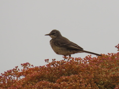 Motacilla capensis capensis