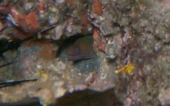 Gymnothorax panamensis