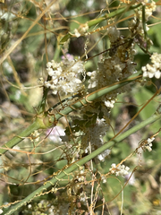Cuscuta tuberculata
