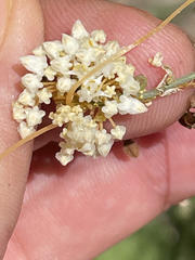 Cuscuta tuberculata