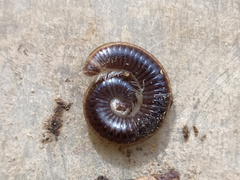 Ommatoiulus sabulosus