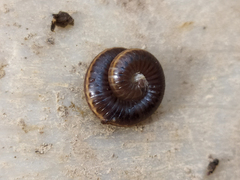 Ommatoiulus sabulosus