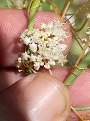 Cuscuta tuberculata