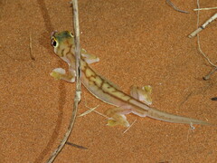Pachydactylus rangei
