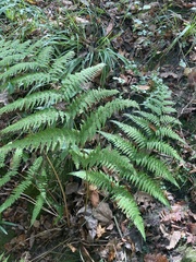 Deparia petersenii