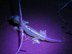 Pachydactylus rangei