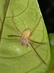 Olios