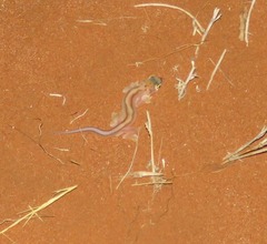 Pachydactylus rangei