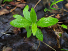Cerastium pauciflorum