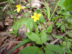 Anemonoides ranunculoides
