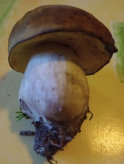 Boletus edulis