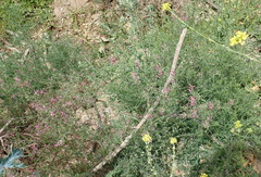 Fumaria muralis muralis