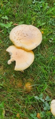 Amanita wellsii