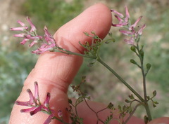 Fumaria muralis muralis