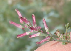 Fumaria muralis muralis