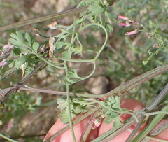 Fumaria muralis muralis