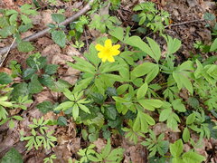 Anemonoides ranunculoides