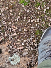 Oryctolagus cuniculus