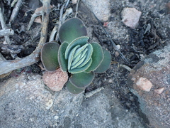 Crassula tomentosa