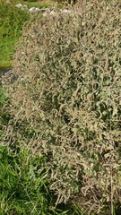 Atriplex halimus