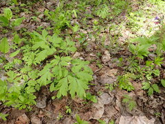 Corydalis cava