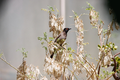 Pycnonotus nigricans