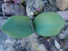 Haemanthus