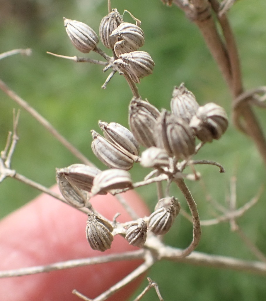 fennel from Kammanasie Road, South Cape DC, South Africa on October 31