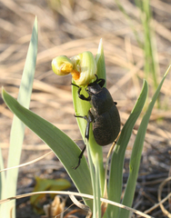 Iris humilis
