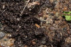 Haplophthalmus danicus