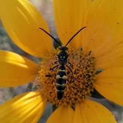 Xanthocampsomeris limosa