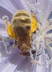 Seladonia