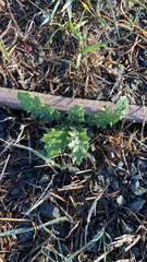 Carduus pycnocephalus